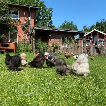 Tiny Rooster Duvenstedt